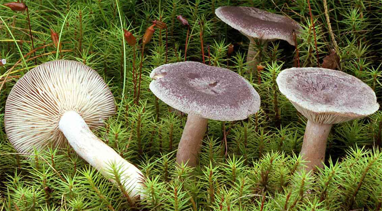 Lactarius mammosus (mleczaj sutkowaty)