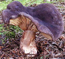 Lactarius picinus (mleczaj ciemny)