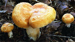 Lactarius porninsis (mleczaj modrzewiowy)