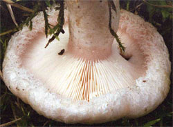 Lactarius pubescens (mleczaj omszony)