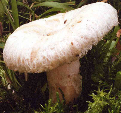 Lactarius pubescens (mleczaj omszony)