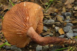 Lactarius serifluus (mleczaj wodnisty)