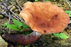 Lactarius serifluus (mleczaj wodnisty)