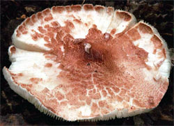 Lepiota brunneoincarnata (czubajeczka brązowoczerwonawa)