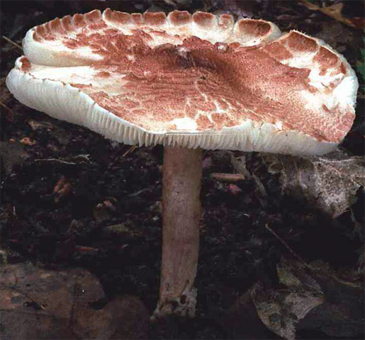 Lepiota brunneoincarnata (czubajeczka brązowoczerwonawa)