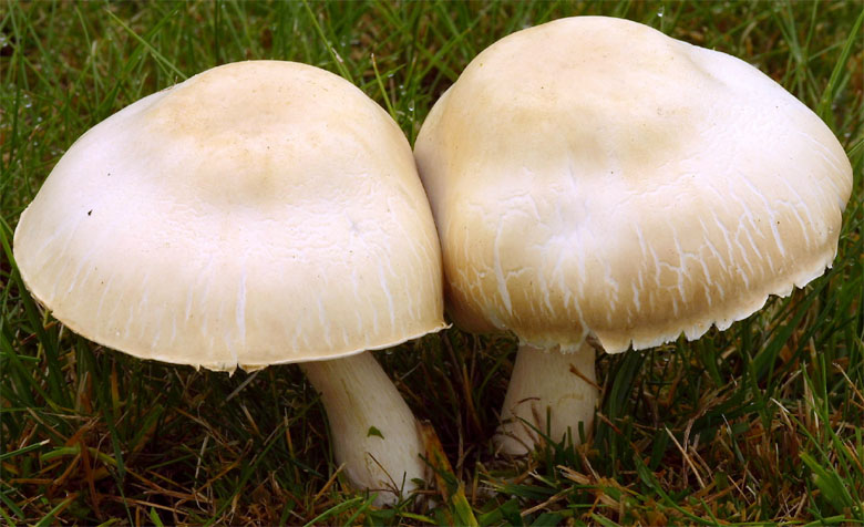 Macrolepiota excoriata (czubajka białotrzonowa)