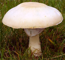 Macrolepiota excoriata (czubajka białotrzonowa)