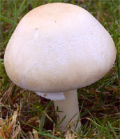 Macrolepiota excoriata (czubajka białotrzonowa)