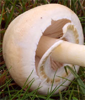 Macrolepiota excoriata (czubajka białotrzonowa)