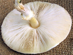 Macrolepiota excoriata (czubajka białotrzonowa)