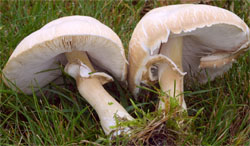 Macrolepiota excoriata (czubajka białotrzonowa)