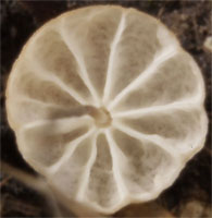 Marasmius graminum