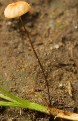 Marasmius graminum