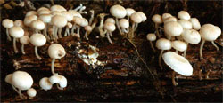 Marasmius ramealis