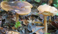 Melanoleuca cognata (ciemnobiałka płowa)