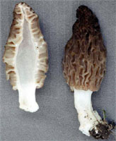 Morchella conica (smardz stożkowaty)