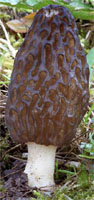 Morchella conica (smardz stożkowaty)