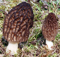 Morchella conica (smardz stożkowaty)