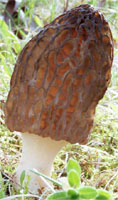 Morchella conica (smardz stożkowaty)