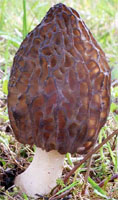 Morchella conica (smardz stożkowaty)