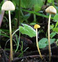 Mycena citrinomarginata (grzybówka cytrynowoostrzowa)