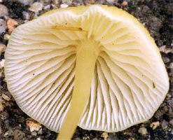 Atheniella flavoalba (grzybówka żółtobiała)