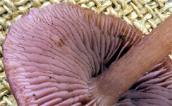 Mycena pelianthina (grzybówka gołębia)