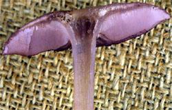 Mycena pelianthina (grzybówka gołębia)