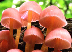 Mycena renati (grzybówka złototrzonowa)