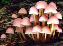 Mycena renati (grzybówka złototrzonowa)