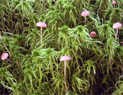 Mycena reosella