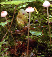 Mycena reosella