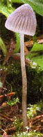 Mycena vulgaris (grzybówka żelatynowoblaszkowa)