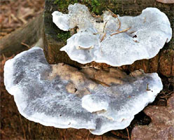 Oligoporus caesinus