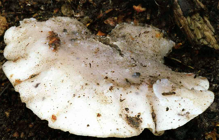 Oligoporus stipticus