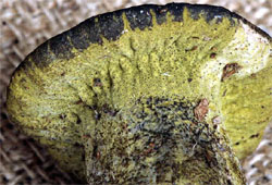 Peckiella viridis