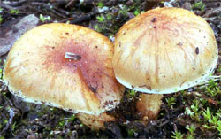 Pholiota carbonaria (łuskwiak wypaleniskowy)