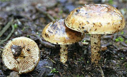 Pholiota carbonaria (łuskwiak wypaleniskowy)