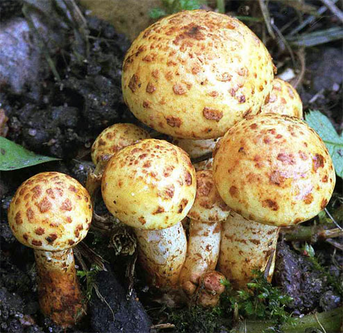 Pholiota lucifera (łuskwiak pomarańczowobrązowy)