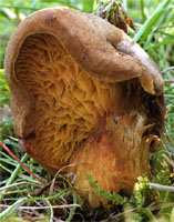 Phylloporus pelletieri (poroblaszek żółtoczerwony)