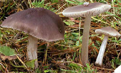 Pluteus cinereofuscus (drobnołuszczak szarobrązowy)