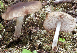 Pluteus cinereofuscus (drobnołuszczak szarobrązowy)