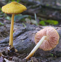 Pluteus leoninus (drobnołuszczak żółtawy)