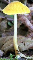 Pluteus leoninus (drobnołuszczak żółtawy)