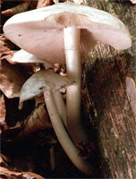 Pluteus pellitus (drobnołuszczak białokremowy)