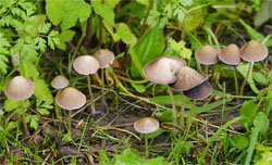 Psathyrella corrugis (kruchaweczka wysmukła)