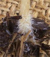 Psathyrella corrugis (kruchaweczka wysmukła)