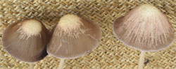 Psathyrella corrugis (kruchaweczka wysmukła)