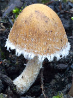 Psathyrella pennata (kruchaweczka wypaleniskowa)