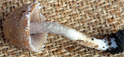 Psathyrella pennata (kruchaweczka wypaleniskowa)